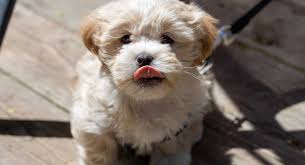 Maybe you would like to learn more about one of these? Shichon Dog A Complete Guide To The Bichon Frise Shih Tzu Mix