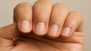 Image result for Mees Line