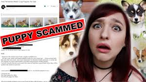 We've detected you are using a browser that is missing critical features. Puppy Scammed 7 Tips On How To Avoid Scammers Youtube