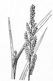 Image result for Echinochloa colona