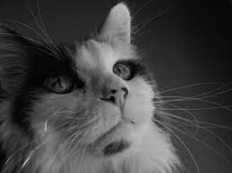 Some signs of intestinal cancer in cats to look out for are of course, if your cat has these symptoms, it doesn't always mean intestinal cancer! Cancer In Cats What You Should Know About Feline Cancer Pethelpful