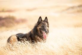 I usually adopt animals, but this is a breed that i would pay for. Belgian Tervuren Terv Full Profile History And Care