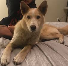 Is this your sweet girl found in front of Vons?