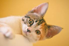 How much cat vaccination should cost. How Much Does A Cat Passport Cost In The Uk 2019 Pets That Travel