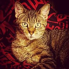 by Heather Shelpman. Photo stock