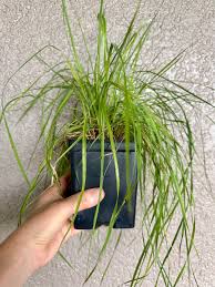 Image result for Ctenium