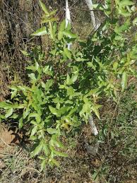 Image result for Searsia leptodictya