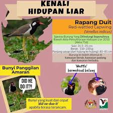 Marilah Kenali Hidupan Liar Iaitu Jabatan Perhilitan Semenanjung Malaysia