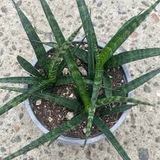 Image result for Sansevieria dooneri