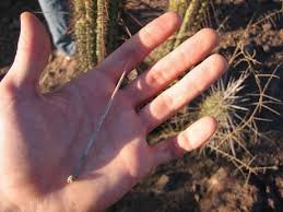 Cacti are succulents and use the water they store in their tissue to help them survive long, dry periods. How To Remove Cactus Spines From Your Perforated Body Kcet