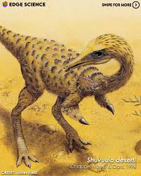 Image result for Rhynchotropis