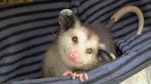 Cute Possum Cute Animals Animals Beautiful Animals