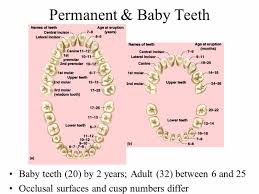 73 exact baby tooth chart letters