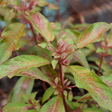 Image result for Hamelia patens