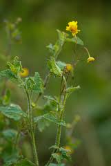 Image result for Anisopappus chinensis