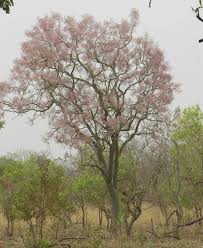 Image result for Stereospermum kunthianum