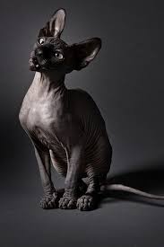 Including black, white, blue, tabby, points, minks, and occasionally odd eyed:) sphynx cats for sale sphynx cats , sphynx kittens are among the most loving and friendly cats. Sphynx Cat Sphynx Cat Cats Rex Cat