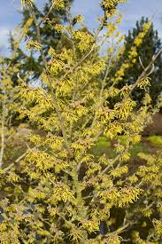 Image result for Humularia elisabethvilleana