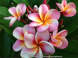 Photo Of The Bloom Of Plumeria Plumeria Rubra Divine Posted By Gigiplumeria All Things Plants Plumeria Plants Frangipani
