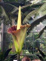 Corpse Flower Timelapse Video Chicago Botanic Garden Youtube Corpse Flower Chicago Botanic Garden Corpse Flower Bloom