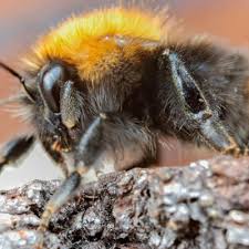 Image result for Bombus pascuorum pallidofacies