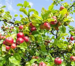 Epingle Sur Conseils Pommiers