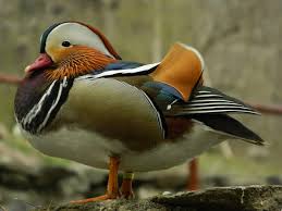 Mandarin duck (aix galericulata) bird sounds on dibird.com. File Mandarin 111424123 Jpeg Wikimedia Commons