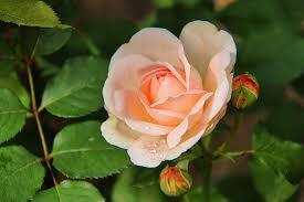 167 watchers19.1k page views63 deviations. Rose Rain Free Stock Photos Download 2 944 Free Stock Photos For Commercial Use Format Hd High Resolution Jpg Images