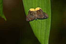 Image result for Trichoneura