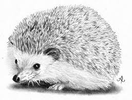 Pin Von Brielle Corkery Auf Zeichnen In 2020 Tiere Zeichnen Bleistiftzeichnung Zeichnungen