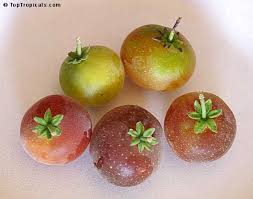 Image result for Dovyalis sp. A