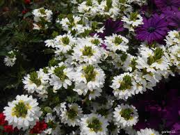 Image result for foto Vějířovka