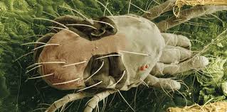 Image result for spotted spider mite