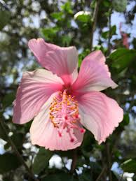 Hibiscuses tree bark grafting | different color hibiscuses tree in one tree#grafting#hibiscus. Lukas Nursery On Twitter Rare La France Weeping Hibiscus Tree Featuring Profuse Pink White Flowers Along Beautiful Weeping Stems Http T Co Y3psxqjcb7