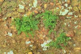 Image result for Vandenboschia