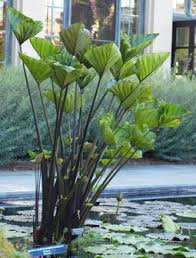 Colocasia Coffee Cups Avec Images Jardin Exotique Amenagement Exterieur Fleur Jardin