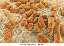 Image result for Striga baumannii