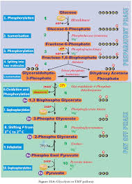 Steps involved in the nutrition of amoeba: Stages Of Respiration In Plants