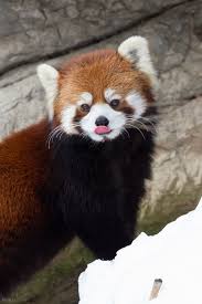 Fascinating Nature Red Panda Cute Cute Baby Animals Cute Animals