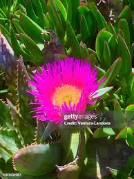 Image result for Carpobrotus