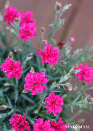 Maybe you would like to learn more about one of these? 20 Plants That Attract Butterflies Sand And Sisal