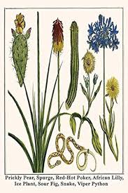 Image result for Uvaria edulis