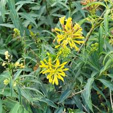 Image result for Cestrum parqui
