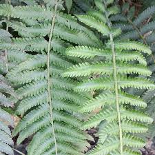 Image result for Christella dentata