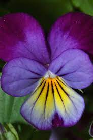 Pansy Viola Tricolor Pansies Flowers Viola Flower Flower Photos