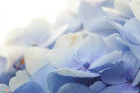 Kết quả hình ảnh cho cẩm tú cầu nhiều màu