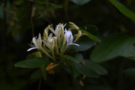 Image result for Caprifoliaceae
