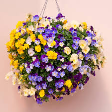 Image result for cool wave pansies