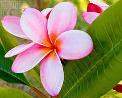 Bra022 Photo Resource Hawaii Hawaii Flowers Plumeria Flowers