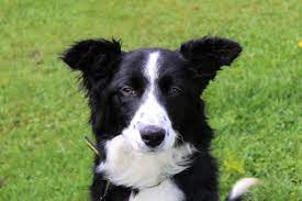 Pin On Dogs Collies In Rescue